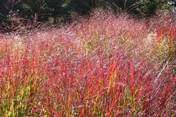 Red Panicum